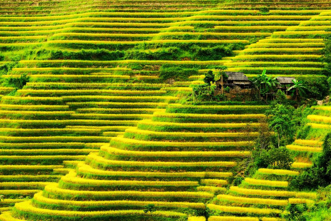 Vietnam Terraced Rice Paddies On Top Surreal Landscapes